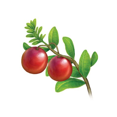 Cranberry - 維特草本百科