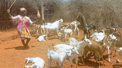 African Village Morning Routine My Day As A Herdsdswoman Kenya