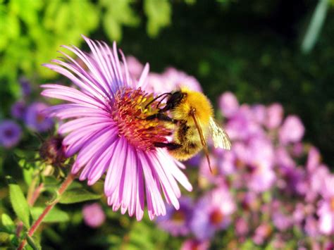 🔥 40 Honey Bee Desktop Wallpapers Wallpapersafari