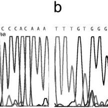 Nucleotide Sequence From Exon Of The Tgfbi Gene Of The Index Patient