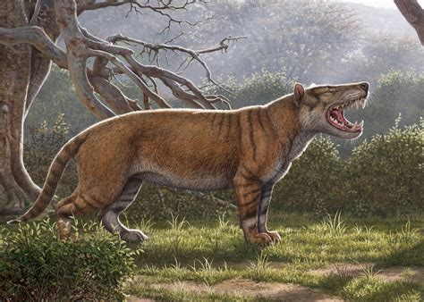 Researchers Find Extinct Mega Carnivore Remains in a Museum Drawer ...