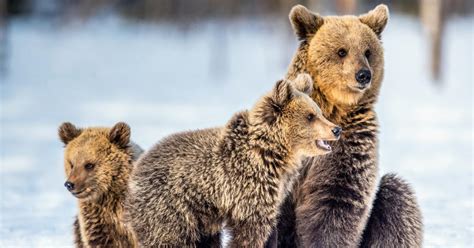 Can You Eat Bear Meat What It Tastes Like Legality