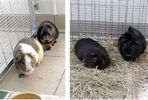 Guinea Pig Bonding Animals In Distress Torbay And Westcountry
