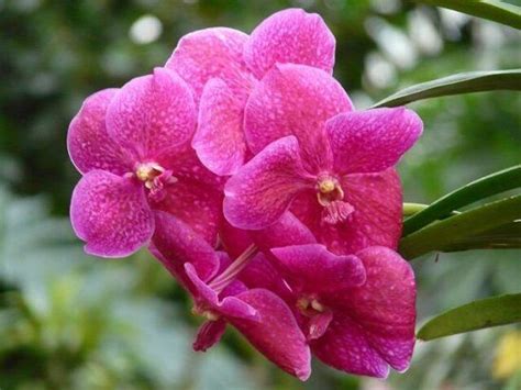 Ванда фото орхидеи, уход в домашних условиях, размножение, пересадка ...