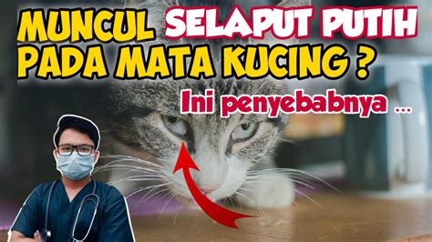 PENYEBAB SELAPUT PUTIH KELUAR PADA MATA KUCING Drh Mirza Yusa