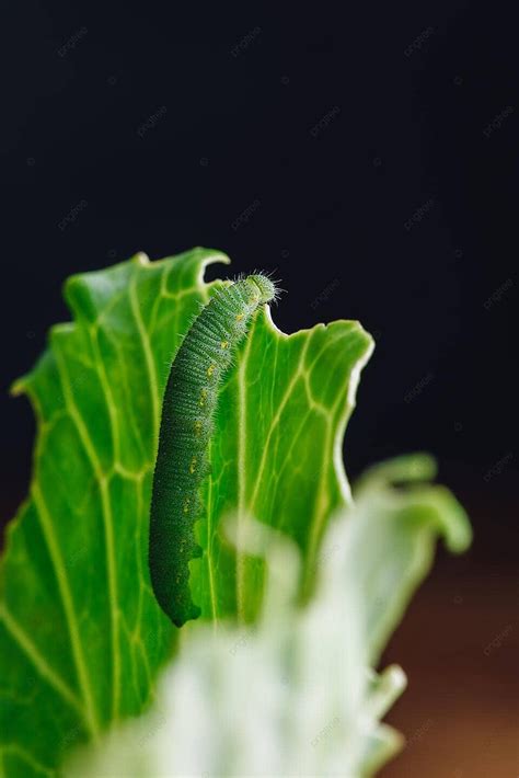 Ulat Hijau Merangkak Di Atas Flora Kubis Pertanian Daun Foto Latar