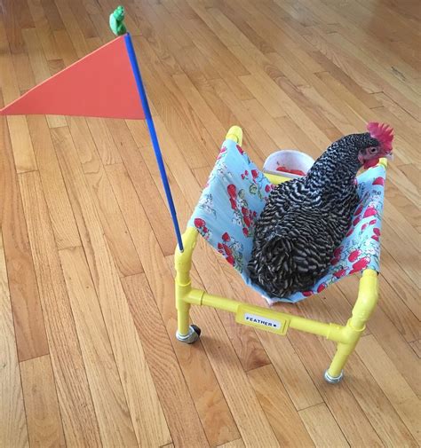 Diy Chicken Wheelchair Chicken Diy Chicken Diapers Pet Chickens