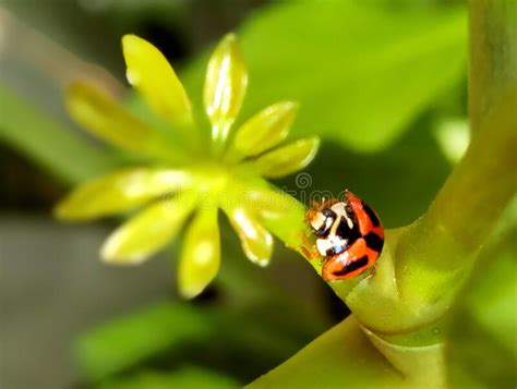 Insect Lady Beetle Ladybug Ladybugs Ladybird Beetles Green Plants