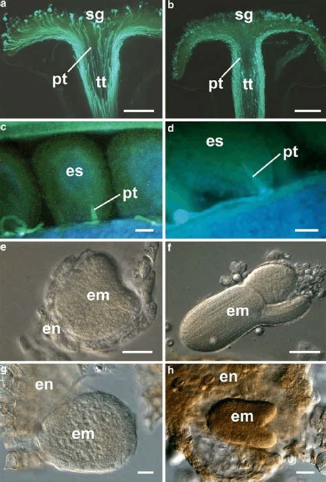 Microscopic Observation Of Pollentube Growth And Embryogenesis A B