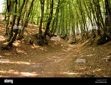 La Sila Forest In Italy Calabria Stock Photo Alamy