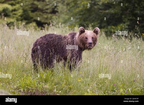 European Brown Bear Ursus Arctos Arctos Adult Standing On Grassland