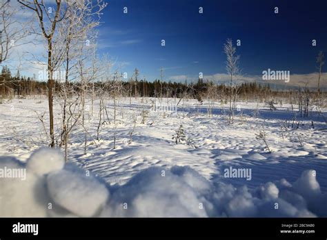 Forest Clearing In Swedish Winter In Vasterbotten Stock Photo Alamy