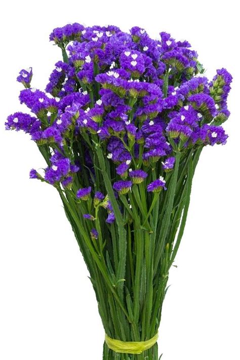 Purple Statice Filler Flower