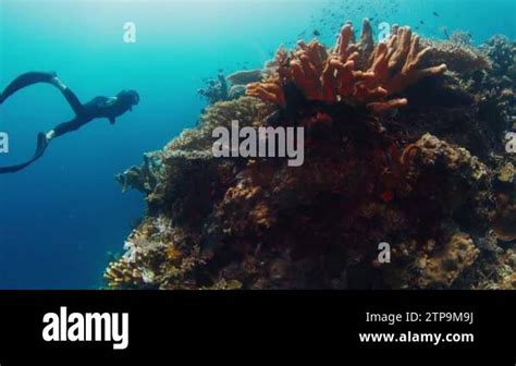 Freediving On The Reef With Fish Male Freediver Glides Underwater And