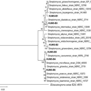 Phylogenetic Tree Of Endophytic Actinobacteria Isolated From Luffa