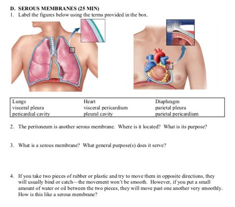 Solved D SEROUS MEMBRANES 25 MIN 1 Label The Figures Chegg