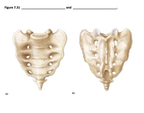 Sacrum Diagram Quizlet