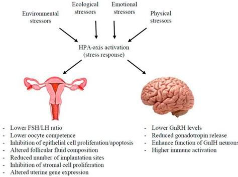 Stress And The Hpa Axis Balancing Homeostasis And Fertility Facts