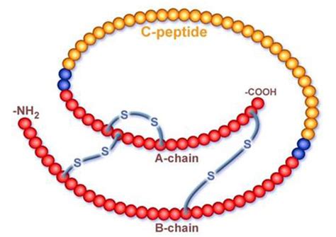 Medical Laboratory and Biomedical Science: C-peptide levels linked to ...