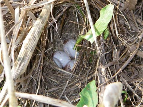 Grasshopper Sparrow Eggs and Nest_Mudford – Chesapeake Wildlife Heritage