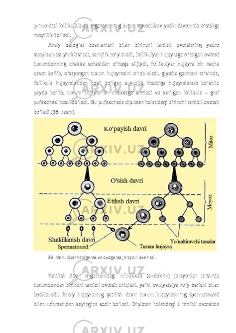 Embriologiya Asoslari Biologiya Referatlar