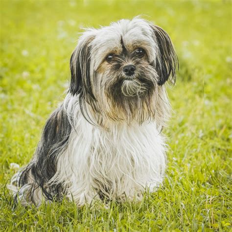 Shih Tzu Conoce Las Características Que Lo Hacen Único Vadeperros