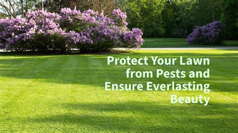 Protect Your Lawn From Pests And Ensure Everlasting Beauty