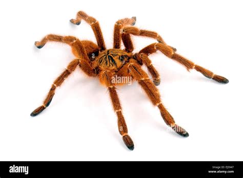 Orange Baboon Tarantula Mombasa Golden Starburst Tarantula