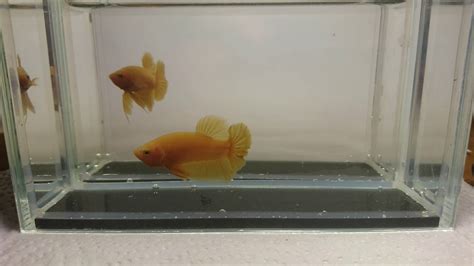 Hmpk Super Yellow Male For Sale Youtube