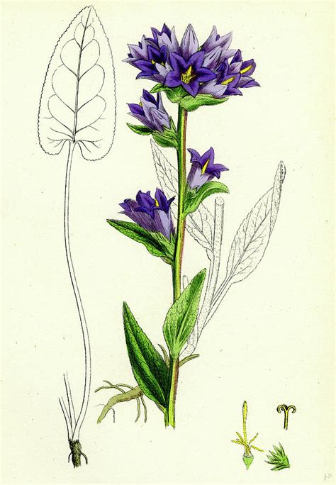 Campanula Glomerata