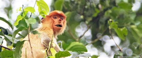 LABUK BAY PROBOSCIS MONKEY SANCTUARY DAY TRIP | Borneo Calling