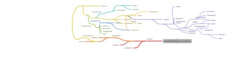 Australopithecine evolution, - Coggle Diagram