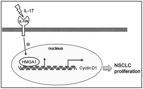 Il Induces Nsclc A Cell Proliferation Via The Upregulation Of