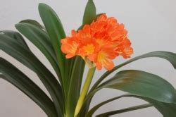 Kaffir Lily - Clivia miniata Picture, Care Tips