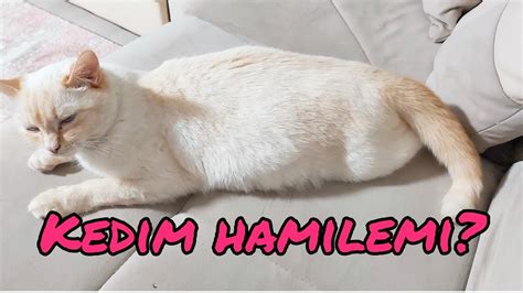 KEDİMİN HAMİLE OLDUĞUNU NASIL ANLARIM KEDİLERDE KAÇ MEME OLUR