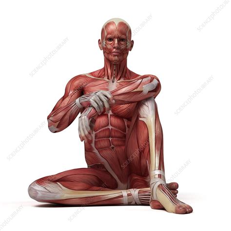 Male Muscular System Illustration Stock Image F Science