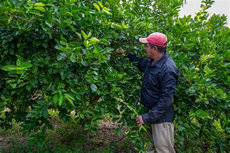 Destina Agricultura Recursos Para Proteger Citricultura Nacional De