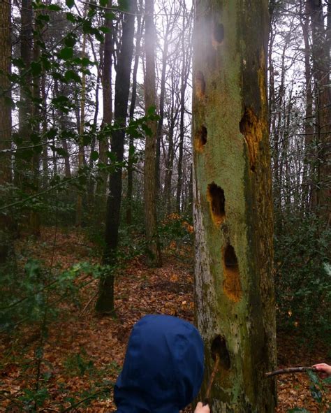 Kita Abenteuerland Aus Hurst Wald Und Wiesenwoche Inmitten Der Natur