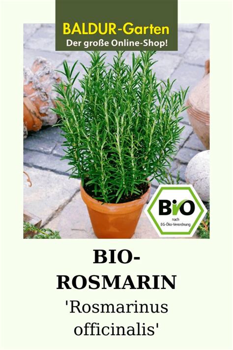 Bio Rosmarin Pflanze Online Kaufen Kr Uterpflanzen Pflanzen