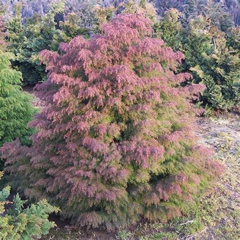 Cryptomeria Japonica ‘elegans Russell Nursery