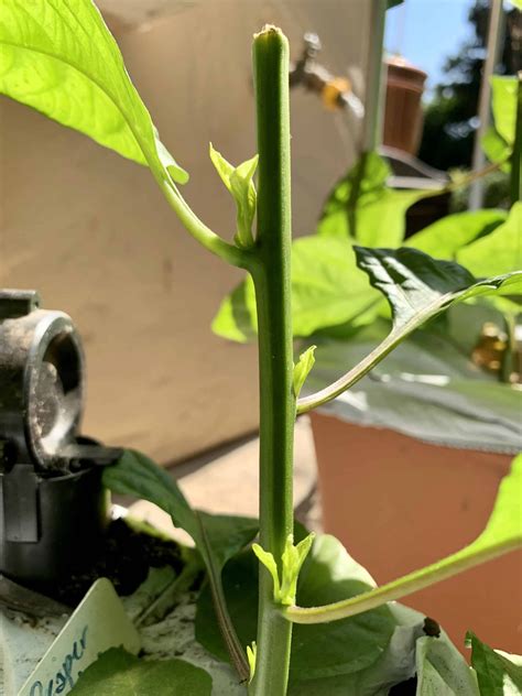 Overwintering Pepper Plants Save Plants For Next Year Grow