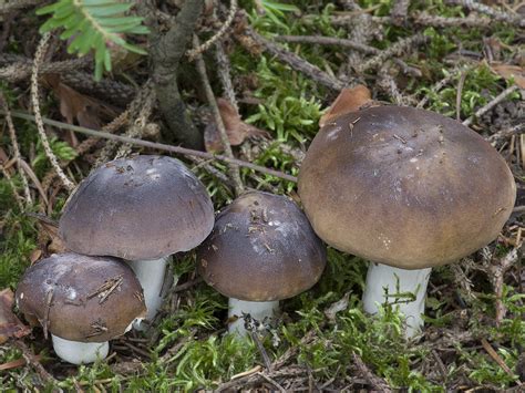 Russula Turci Holubinka Turkové