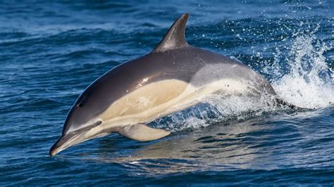 Russia Deploys Trained Military Dolphins At Black Sea Naval Base