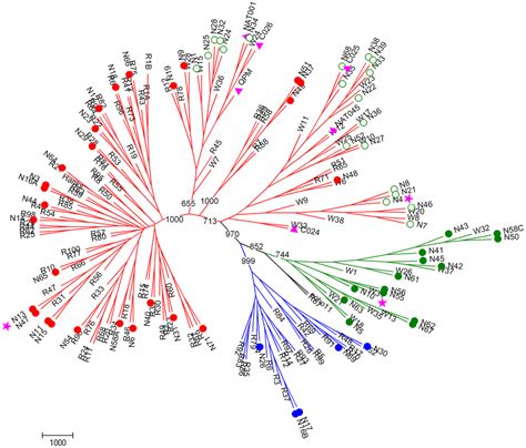 Phylogenetic Tree Depicting Relationships Between Known And Novel HRVs