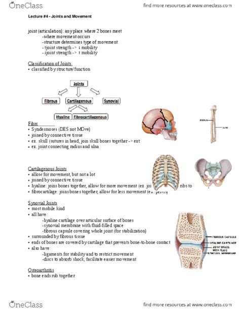 Anat Lecture Notes Winter Thoracic Vertebrae Xiphoid