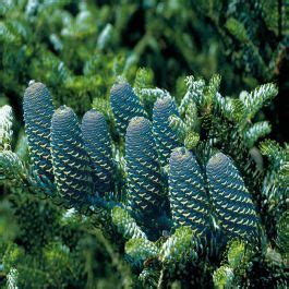 Abies Koreana Compre Barato Em Plantazon Pt