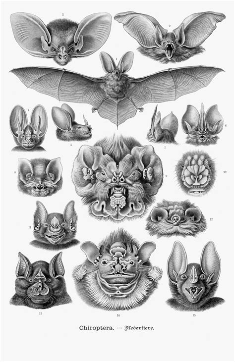 Share 78 Traditional Bat Tattoo Best Vn