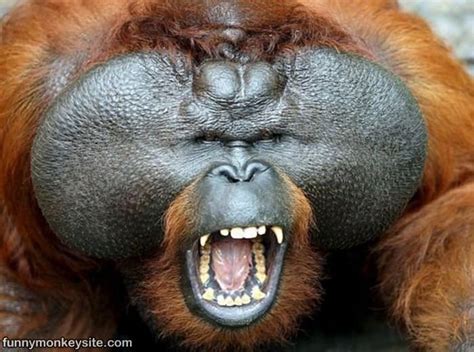 Hilarious Monkey Face - Funny Monkey Pictures
