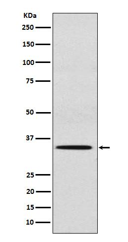 Sult A Rabbit Mab Sab Signalway Antibody