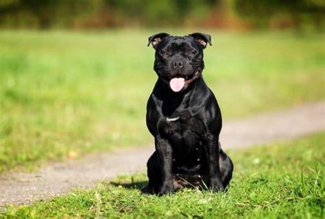 Características Del Staffordshire Bull Terrier Mivet